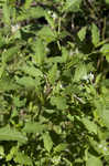 Black nightshade